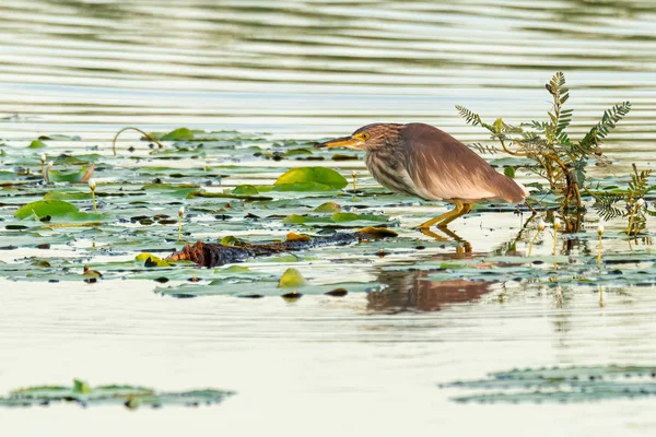 Garza de estanque india de pie sobre hoja de loto mirando recto — Foto de Stock