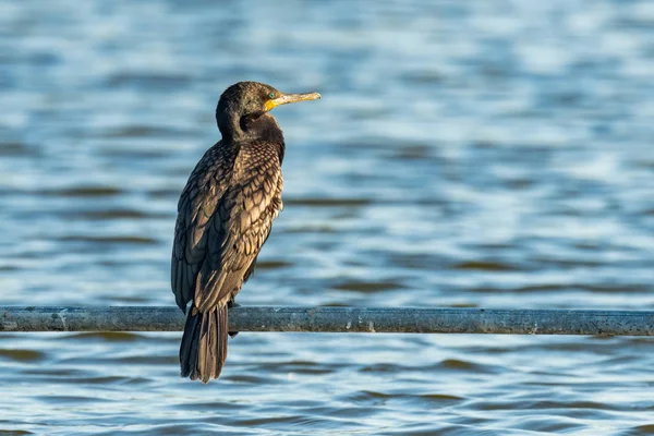 Indian Cormorant zittend op waterleiding boven viskwekerij vijver — Stockfoto