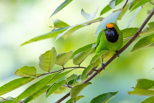 Gouden Bladvogel die op een boomtak zit en in de verte kijkt. — Stockfoto
