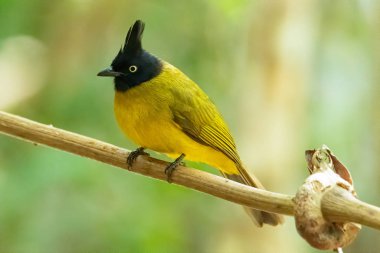 Arka planda bulanık ağaçlarla liana 'ya tüneyen siyah ibikli Bulbul