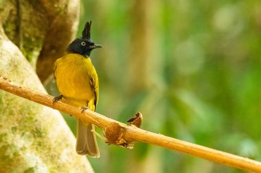 Arka planda bulanık ağaçlarla liana 'ya tüneyen siyah ibikli Bulbul