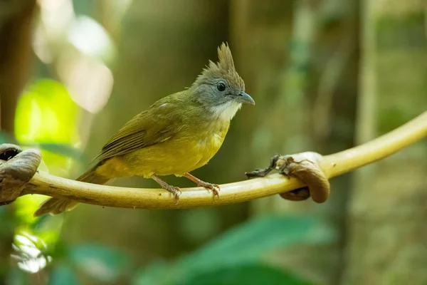 Ochraceous Bulbul appollaiato su ramo d'albero con sfondo albero verde sfocatura — Foto Stock