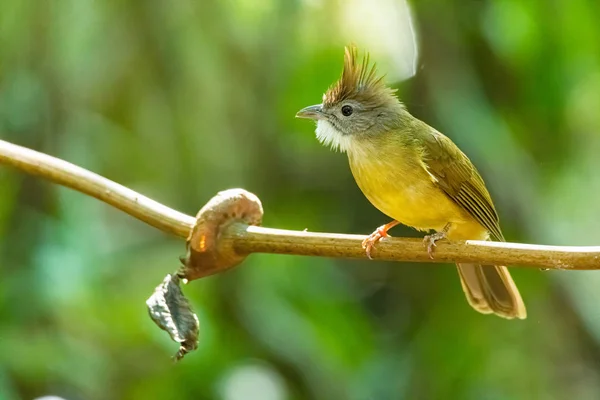 Ochraceous Bulbul ülő faágon elmosódott zöld fa háttér — Stock Fotó