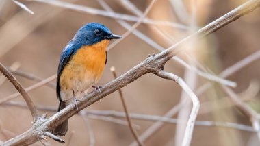 Tepe Mavi Sinek Yakalayıcı bir tüneğe tünemiş Uzağa bakıyor
