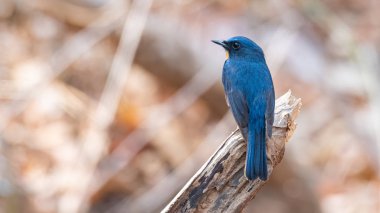 Tepe Mavi Sinek Yakalayıcı bir tüneğe tünemiş Uzağa bakıyor