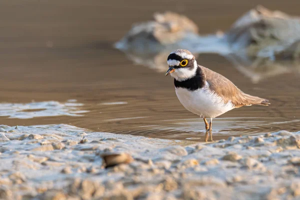 Kleine Ringed Plover waadde rond wetland het vinden van voedsel uit de grond — Stockfoto