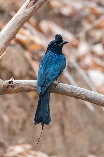 Juvenile Greater Racquet-tailed Drongo perching on a perch looking into a distance