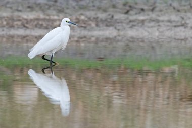 Küçük Egret bir bacağı havada bir gölette duruyor.
