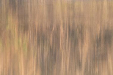 Ağaçların ve otların yansıması