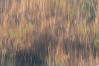 Ağaçların ve otların yansıması