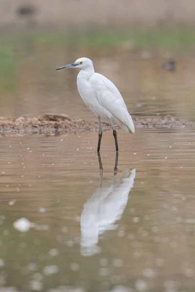 Pequeno Egret pairando em uma lagoa — Fotografia de Stock