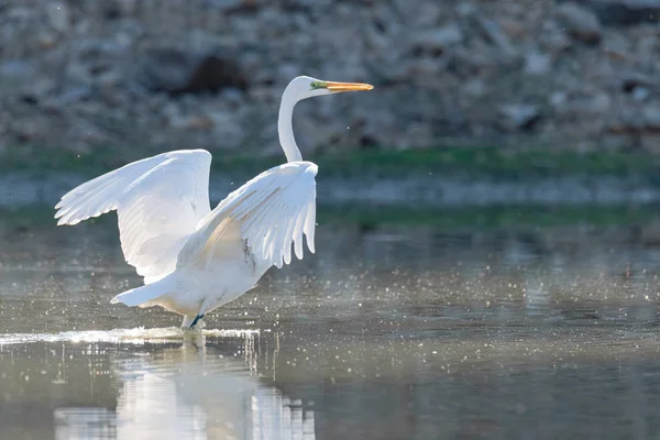 Silberreiher breitet Flügel im Teich aus — Stockfoto