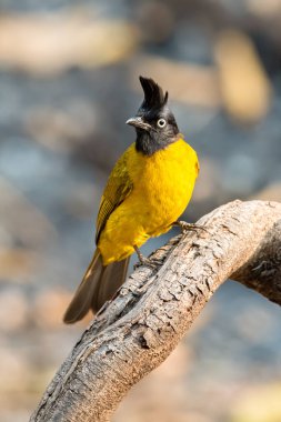 Kara ibikli Bulbul tüneğe tünemiş Uzağa bakıyor