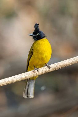 Liana 'ya tünemiş siyah ibikli Bulbul bir mesafeye bakıyor