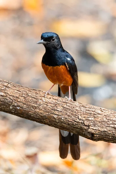 Beyaz popolu erkek Shama tüneyerek uzaklardan bakıyor.