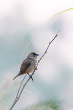Erkek pullu göğüslü Munia, küçük bir ağaç dalına tünemiş, uzaktan bakıyor. 