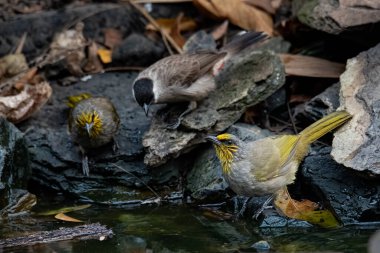 Boğazı çizgili Bulbul küçük bir gölette diğer boğalarla birlikte içme suyu içiyor.