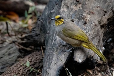 Bir ağaç gövdesindeki çizgili boğaz Bülbülü 'nün uzaktan çekilmiş fotoğrafı.