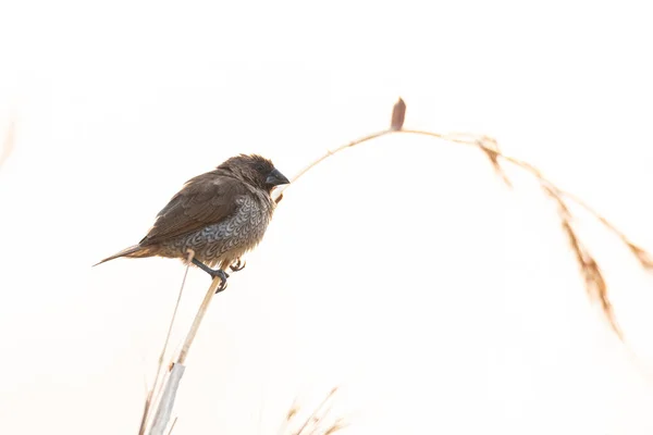 Male Scaly Breasted Munia Perching Grass Stalk Looking Distance — Stock Photo, Image