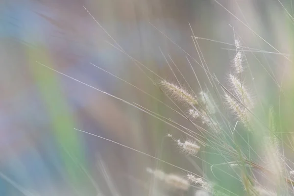 清晨草本植物 色泽柔和 — 图库照片