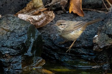 Radde Warbler bir ağaç gövdesine tünemiş, uzaktan bakıyor.