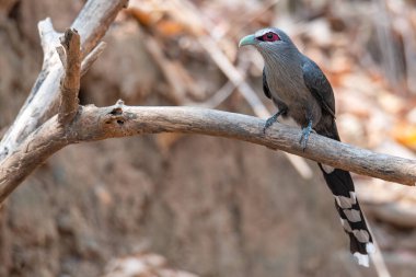 Yeşil gagalı Malkoha bir tüneğe tünemiş Uzağa bakıyor