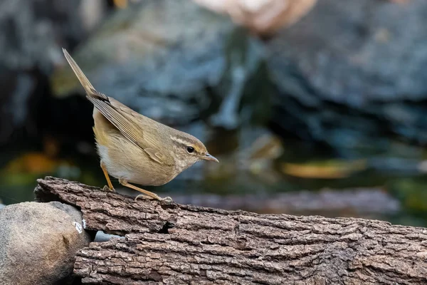 Radde Warbler bir ağaç gövdesine tünemiş, uzaktan bakıyor.