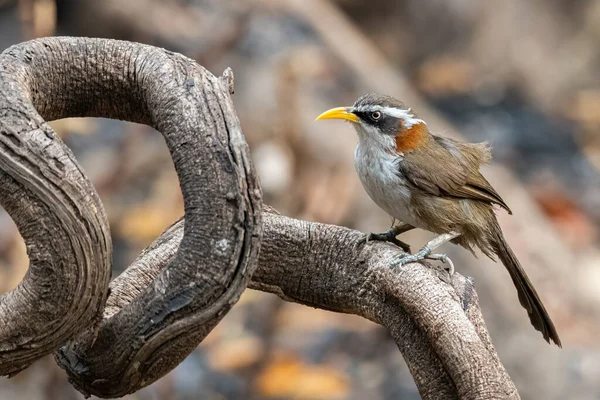 Chestnut Υποστηρίζεται Scimitar Babbler Σκαρφαλώνει Μια Πέρκα Κοιτάζοντας Απόσταση — Φωτογραφία Αρχείου