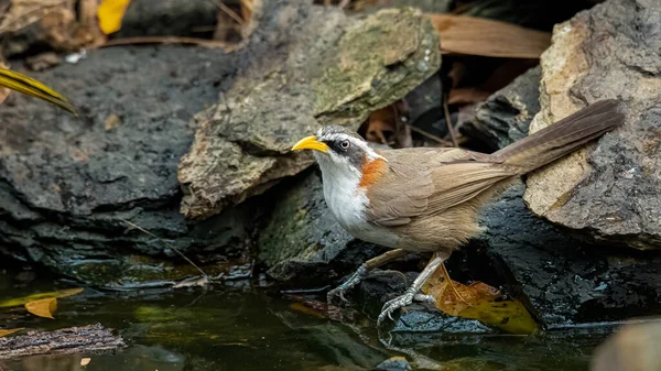 Scimitar Babbler Respaldado Por Castañas Pequeño Estanque Saciando Sed — Foto de Stock