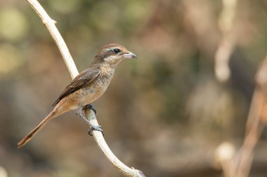 Kahverengi Shrike, Liana 'ya tünemiş Uzağa bakıyor