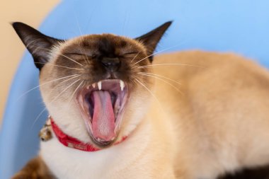 Esneyen Wichien Maat kedisinin portresi