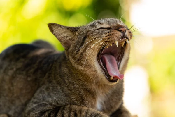 Portrait of yawning Dragon Li cat