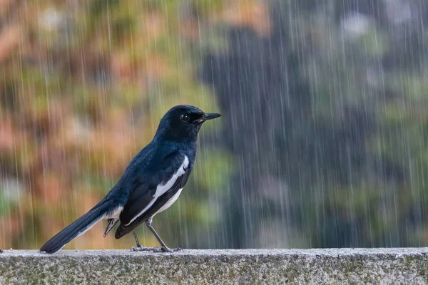Oriental Magpie Robin caught in a heavy downpour rain