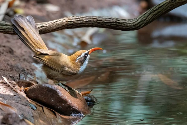 Κοκκινομάλλα Scimitar Babbler Σκαρφαλωμένα Ένα Βράχο Κοντά Νερόλακκο — Φωτογραφία Αρχείου