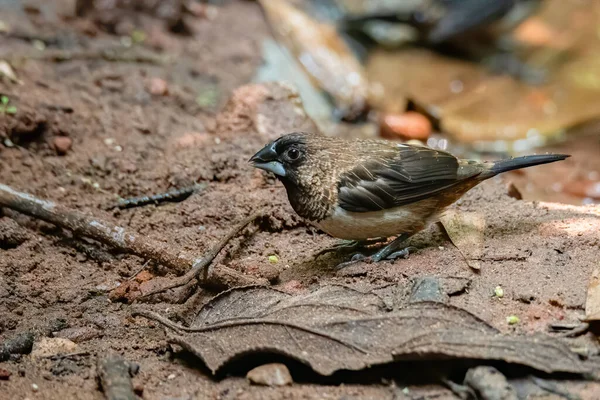 Munia Grondé Blanc Perché Sur Sol Regardant Loin — Photo