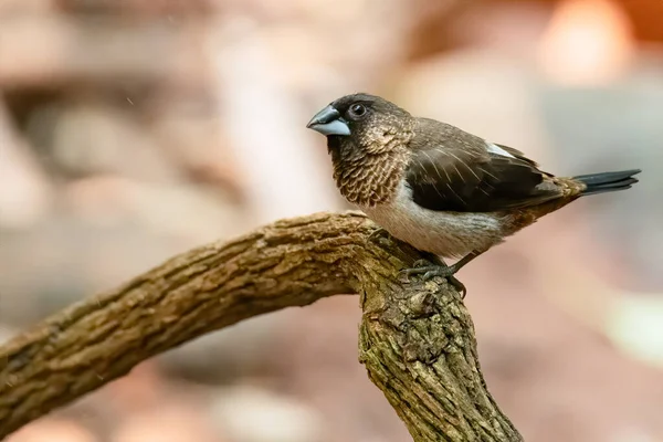 White Rumped Munia Perching Perch Looking Distance — Stock Photo, Image