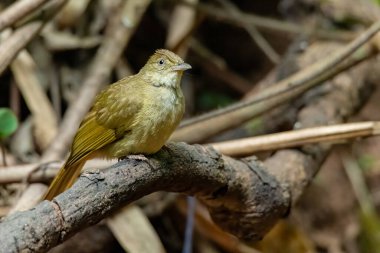 Baker 'ın Bulbul' u bir tüneğe tünemiş, uzaktan bakıyor.