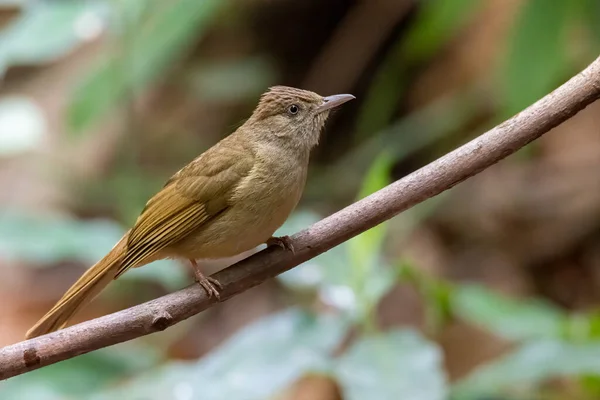 Bulbul Baker Appollaiato Trespolo Guardando Distanza — Foto Stock