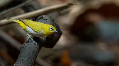 Hintli beyaz göz bir tüneğe tünemiş, uzaktan bakıyor.