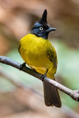 Kara ibikli Bulbul tüneğe tünemiş Uzağa bakıyor