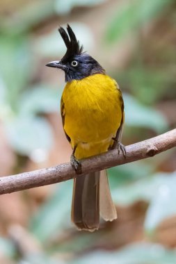 Kara ibikli Bulbul tüneğe tünemiş Uzağa bakıyor