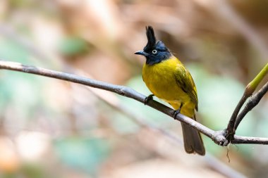 Kara ibikli Bulbul tüneğe tünemiş Uzağa bakıyor