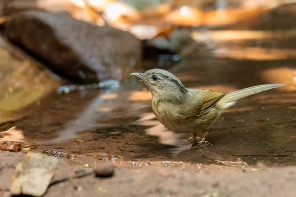 Kąpiel Czarnymi Brwiami Fulvetta Wodopoju Patrząc Oddali — Zdjęcie stockowe