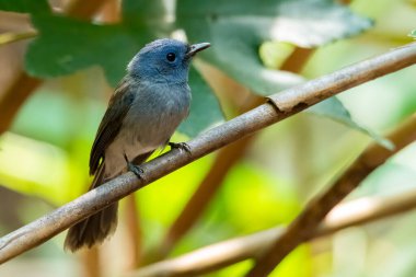 Siyah peçeteli hükümdar tüneyerek uzaklardan bakıyor.