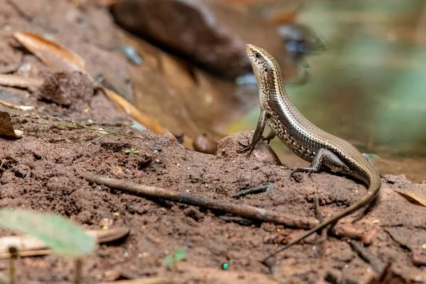 Skink raising its head on wet soil