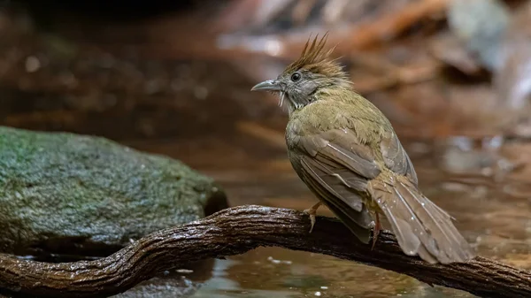 Ochraniający Bulbul Siedzący Grzędzie Pobliżu Wodopoju — Zdjęcie stockowe