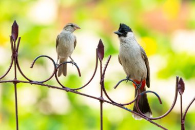 Sulu kafalı Bulbul ve Sparrow Hanesi bir süs çitine tünemişler.