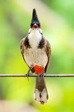 Kırmızı bıyıklı Bulbul, metal bir çubuğa tünemiş, dümdüz bakıyor.