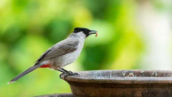 Koromfejű Bulbul Élelemkukaccal Csőrében Ami Egy Agyagtálon Ücsörög — Stock Fotó