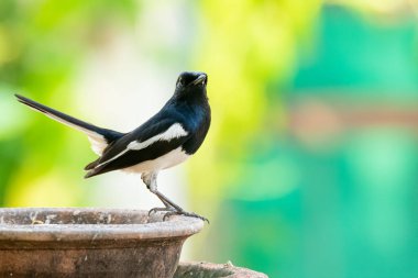 Doğulu Saksağan Robin kilden bir kaseye tüneyip kuyruğunu kaldırıyor.